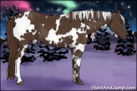 Horse Color:White Spotted Liver Chestnut 