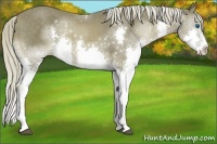 Horse Color:Chocolate Palomino Splash