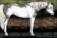 Horse Color:White Spotted Liver Chestnut Ice Sabino Splash Frame 