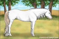 Horse Color:Gold Champagne Roan Dun Splash Tobiano Frame Varnish Rabicano
