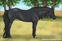 Horse Color:Black and Black