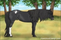 Horse Color:Black Appaloosa