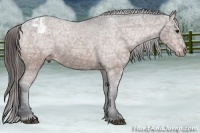 Horse Color:Bay Ice Appaloosa