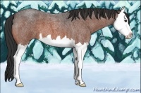 Horse Color:Bay Roan Splash