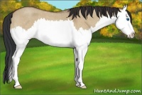 Horse Color:Bay Roan Dun Splash