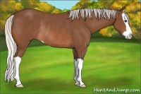 Horse Color:Silver Bay Splash Rabicano 