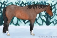 Horse Color:Bay Roan 