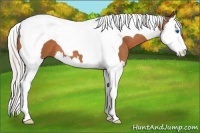 Horse Color:Silver Bay Splash Tobiano 