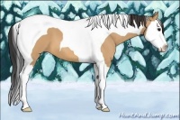 Horse Color:Bay Dun Splash Tobiano 