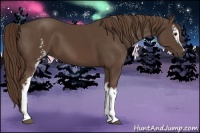 Horse Color:White Spotted Liver Chestnut 