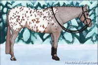 Horse Color:Chocolate Brown Appaloosa 