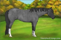 Horse Color:Smoky Blue Roan 
