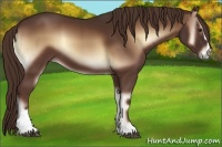 Horse Color:Red Onyx Sabino 