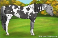 Horse Color:White Spotted Smoky Black
