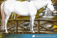 Horse Color:Grullo Splash Appaloosa 