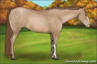Horse Color:Bay Pearl and Bay Pearl