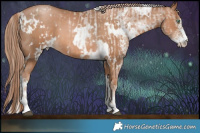 Horse Color:White Spotted Liver Chestnut Pearl Sabino  and White Spotted Liver Chestnut Pearl Sabino 