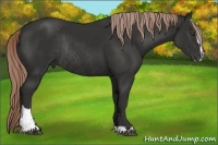 Horse Color:Liver Chestnut Sabino Rabicano