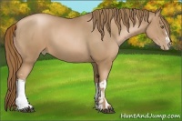 Horse Color:Liver Chestnut Pearl  and Liver Chestnut Pearl 