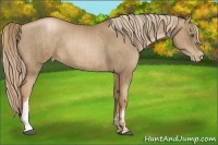 Horse Color:Liver Chestnut Pearl  and Liver Chestnut Pearl 