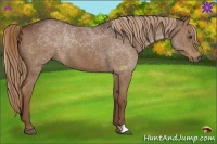 Horse Color:Liver Chestnut Rabicano
