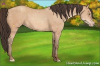 Horse Color:Amber Champagne 