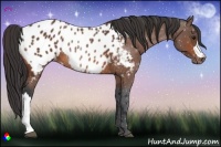 Horse Color:Bay Appaloosa Rabicano 