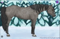 Horse Color:Grullo