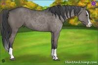 Horse Color:Smoky Black Splash