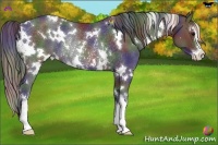 Horse Color:Nacre White Spotted Black Sabino Rabicano 