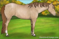 Horse Color:Liver Chestnut Pearl  and Liver Chestnut Pearl 