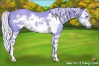 Horse Color:Watercolor Silver Bay Roan Sabino Splash Frame 