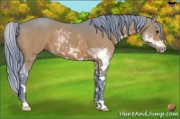 Horse Color:Watercolor Bay Sabino 