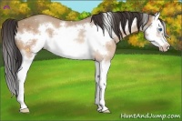 Horse Color:Amber Champagne Splash Frame 