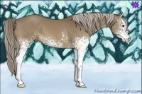 Horse Color:White Spotted Chocolate Palomino 