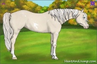 Horse Color:White Spotted Cremello Splash 