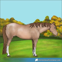 Horse Color:White Spotted Liver Chestnut Pearl Rabicano  Brindle