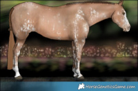 Horse Color:White Spotted Liver Chestnut Pearl and Liver Chestnut Pearl Sabino