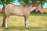 Horse Color:Liver Chestnut Pearl  and Liver Chestnut Pearl 