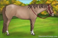 Horse Color:Black Pearl  and Black Pearl 