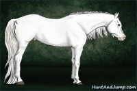 Horse Color:Palomino Near Leopard 