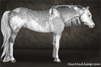 Horse Color:Silver Black Chinchilla Sabino  and Silver Black Chinchilla Sabino 