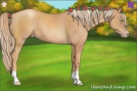 Horse Color:Gold Champagne 