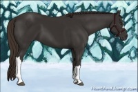 Horse Color:Liver Chestnut 