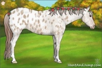 Horse Color:Red Dun Ice Appaloosa 