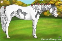 Horse Color:Silver Black Chinchilla Sabino Splash Tobiano Rabicano