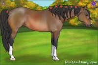 Horse Color:Buckskin