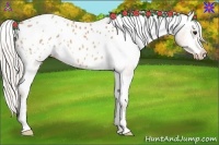 Horse Color:Silver Bay Roan Blanket 