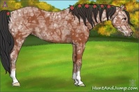 Horse Color:Bay Ice Rabicano 