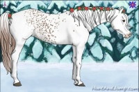 Horse Color:White Spotted Chestnut